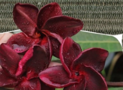Unrooted Plumeria Black Fire Cutting - Middle Propagation Frangipani Plant, Tropical Ornamental, No Roots