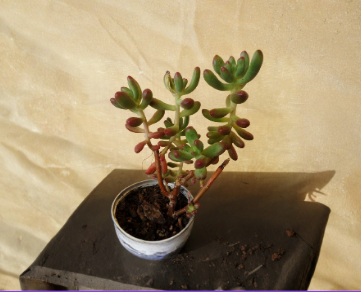 Jelly Bean Sedum Pachyphyllum Succulent Cuttings – 5 Fresh 4-Inch Propagation Stems for Indoor Planting