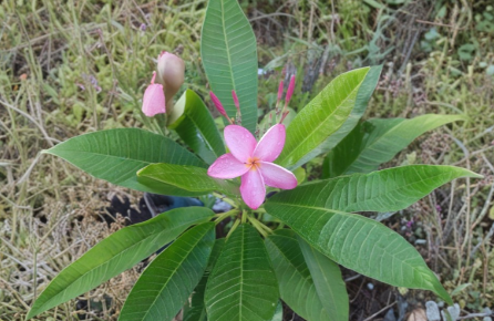 Plumeria Single Tip Cutting 8-10 Inch Unrooted Frangipani Plant for Propagation