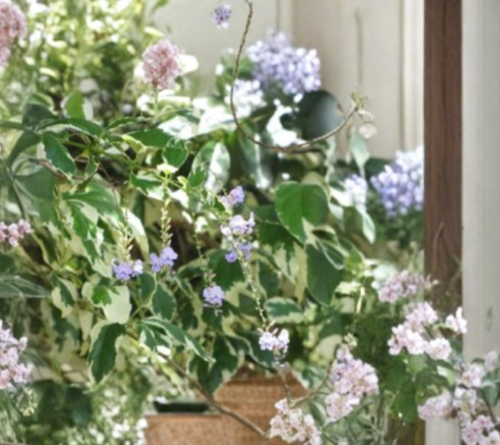 Duranta erecta ‘Variegata’ Cuttings – Variegated Sky Flower Shrub, 6 Unrooted Propagation Plants