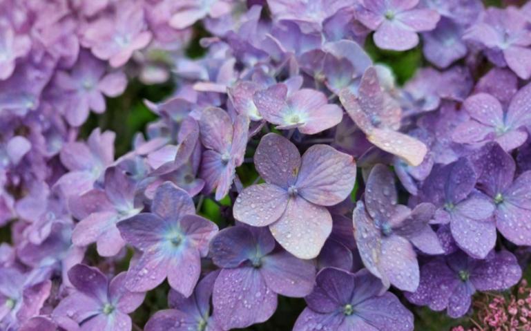 Nikko Blue Hydrangea Cuttings – 6 Unrooted Stem Propagation Plants, Hydrangea macrophylla, Blue Mophead Blooms