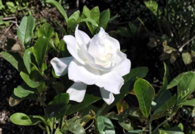 Gardenia Jasminoides Rooted Plants – 6 Inch White Flowering Evergreen Shrubs for Garden or Container
