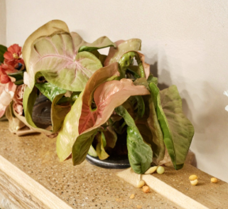 Neon Robusta Pink Syngonium Cutting – Unrooted Houseplant, Arrowhead Vine, Trailing Climber, Syngonium podophyllum