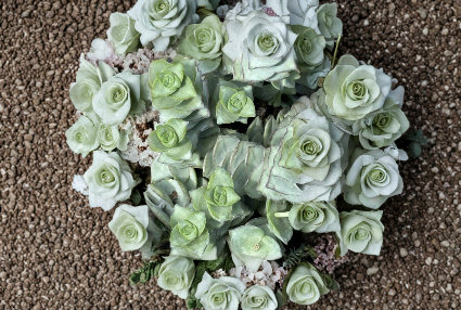 Crassula Perforata Giant Buttons Succulent Cuttings – String of Buttons Live Plant for Propagation