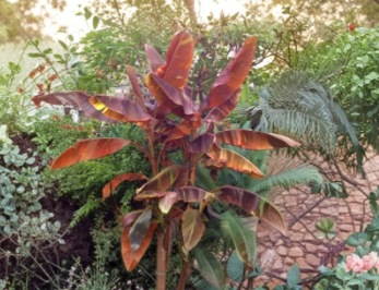 Siam Ruby Ornamental Banana Plant - Small Rooted Tropical Foliage Musa Siam Ruby
