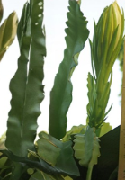 White Epiphyllum Orchid Cactus Cuttings Set of 2 | Night-Blooming Cactus | Trailing Growth | Hylocereus