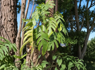 Cebu Blue Pothos Unrooted Cutting 4 Node Epipremnum Pinnatum Tropical Indoor Vining Houseplant