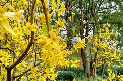 Yellow Forsythia Cuttings - 15 Unrooted Spring Flowering Shrubs for Hedge & Border, Forsythia spp.