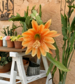 Epiphyllum King Midas Orchid Cactus Cutting | Golden Orange Flowers | Propagation Unrooted Plant