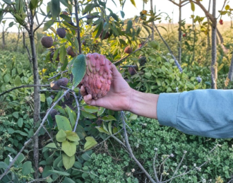 Red Geffner Atemoya Scions – 3 Cuttings, 8 Inches, Tropical Fruit Tree Grafting, Annona × atemoya