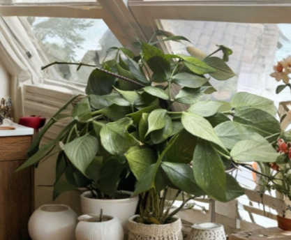 Hoya Polyneura 1-Node Cutting, Fishbone Hoya, Trailing Indoor Houseplant, Unrooted Propagation Plant, Green Foliage
