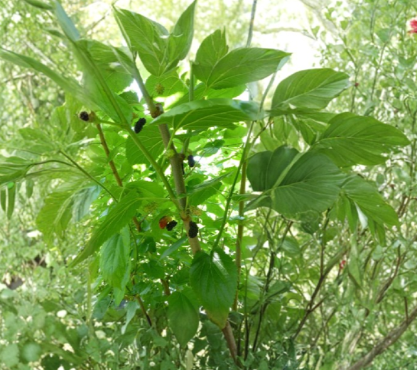 Mulberry Scion Cuttings 5 Pack Morus spp. Grafting Wood for Fruit Tree Propagation