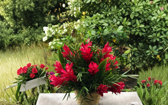 Hawaiian Red Ginger Plant | Rooted Starter | Alpinia purpurata | Tropical Flowering Plant for Garden or Container