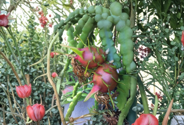 Red Dragon Fruit Condor Cuttings – Selenicereus spp. Climbing Cactus for Propagation, 9-14 Inches