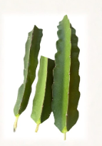 Vietnam White Dragonfruit Cuttings 3 Pack | Unrooted Hylocereus spp. Climbing Cactus for Propagation