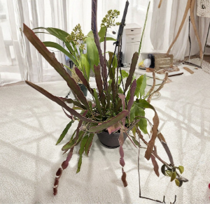 Epiphyllum Hookeri Cuttings + Night Blooming Cactus Stems, 6-8 Inches, Trailing Epiphytic Cactus, Orchid Cactus, Unrooted