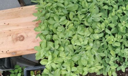 4 Live Sedum Neon Plants - Hardy Perennial Succulent Groundcover for Gardens & Containers