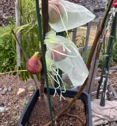 Organic Moscatel Preto Fig Cuttings 2 Pack for Rooting Grafting Ficus Carica Mid-Season Fruit Tree