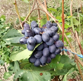 Sudarushka Grape Vine Hardwood Cuttings 2 Pack Vitis vinifera Fruit Vine Propagation Stems for Backyard Vineyard