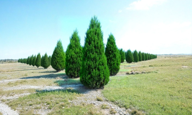 Eastern Red Cedar Cuttings 6-8 Inch Evergreen Juniperus virginiana for Propagation, Landscape Planting