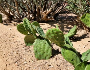 Opuntia humifusa Cactus Pad Cutting - Eastern Prickly Pear, Cold-Hardy, Native Plant, New York Form