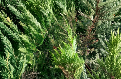 75 Leyland Cypress Unrooted Cuttings for Hedge, Privacy Screen, Evergreen Tree Propagation Ã— Cuprocyparis leylandii