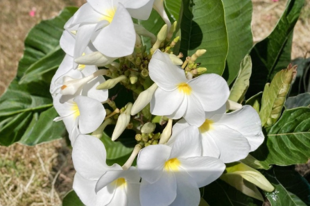 Plumeria Isabella Cuttings - Pink, Orange & White Frangipani Live Unrooted Temple Tree Propagation