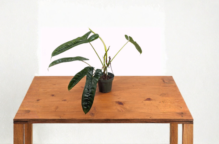 Philodendron Felix Live Plant in 4-Inch Pot, Tropical Indoor Foliage Houseplant, Compact Growth, Bright Indirect Light