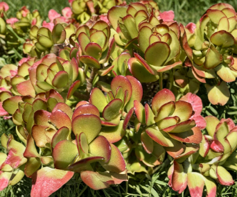 Jade Plant Cuttings 3-5 Inch Crassula Ovata Succulent Live Stems for Propagation Indoor Houseplant