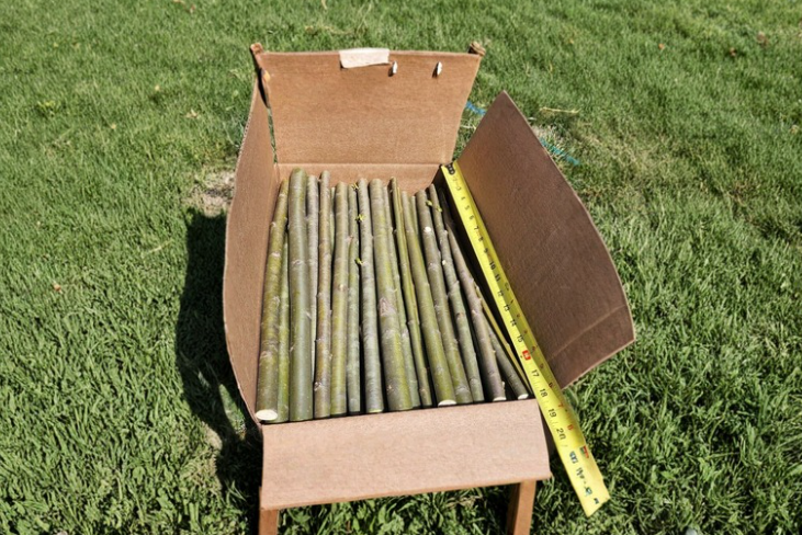 15 Austree Hybrid Willow Cuttings – Unrooted 18-Inch Stems for Fast-Growing Privacy Tree Propagation Salix hybrid
