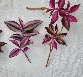 Tradescantia Quadricolor Cuttings – Variegated Pink Green White Trailing Houseplant, Unrooted Clippings
