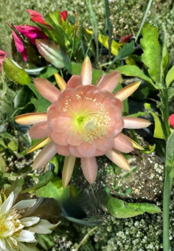 American Sweetheart Epiphyllum Cutting - Orchid Cactus Live Plant Segment for Propagation, Trailing Tropical Cactus