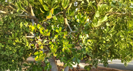 Large Jade Plant Cuttings Crassula ovata Succulent Houseplant Propagation Indoor Drought Tolerant