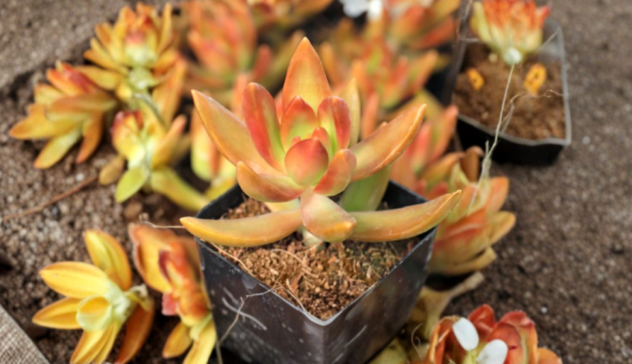 Sedum adolphi 'Firestorm' Coppertone Stonecrop Succulent Cutting, 3-Inch Unrooted Plant for Rock Gardens & Containers