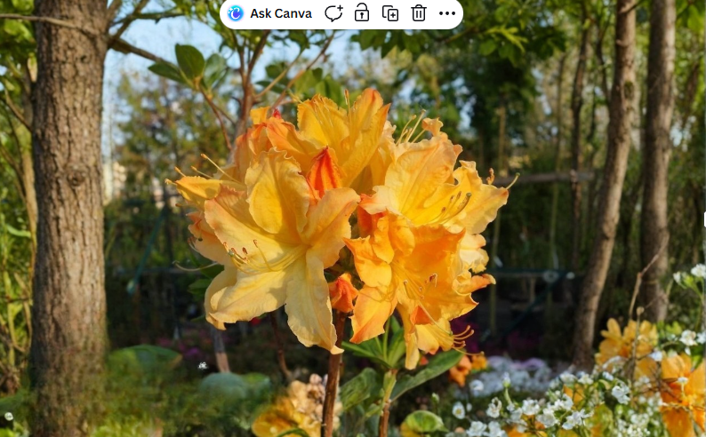 Golden Lights Azalea Rhododendron Starter Plant, Deciduous Shrub with Bright Golden-Orange Blooms