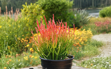 Euphorbia Tirucalli Sticks on Fire Cuttings - 4 Live Unrooted Succulent Cuttings for Propagation