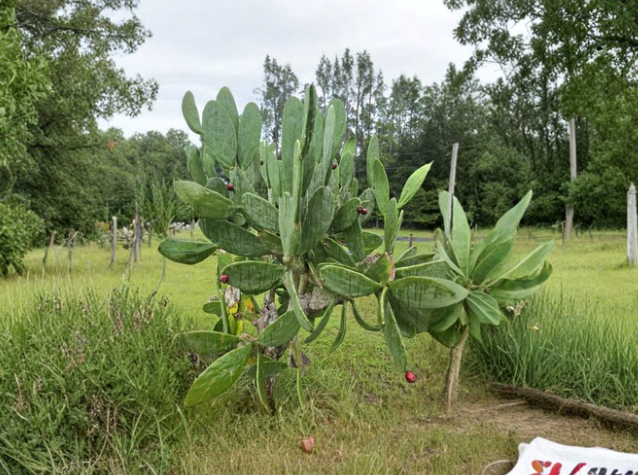 Spineless Prickly Pear Cactus Pads Opuntia ficus-indica Live Plant Segments for Propagation