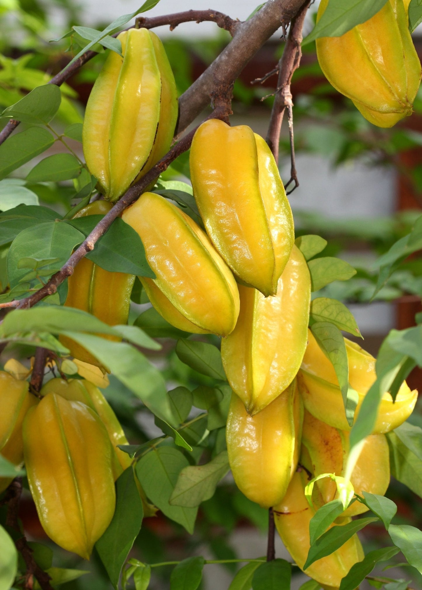 Star Fruit 'Fwang Tung' Grafted Tree - Sweet Juicy Averrhoa carambola Tropical Fruit Plant