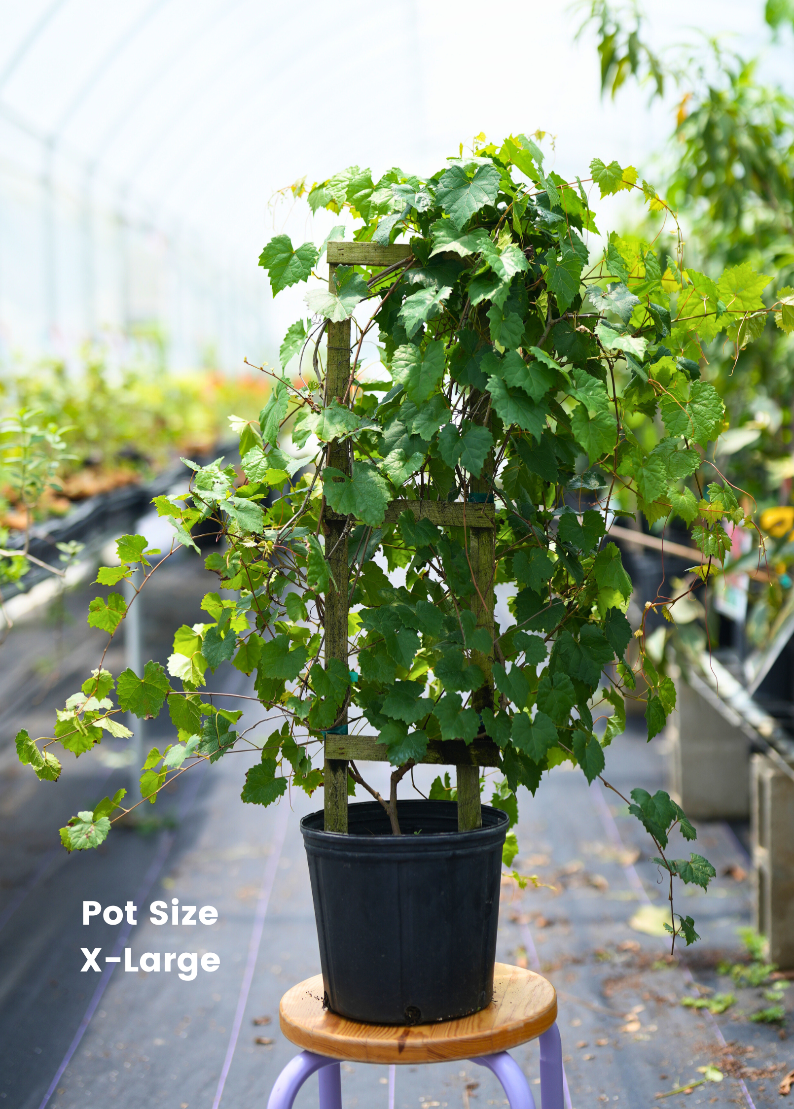 Grape Plant Vitis rotundifolia 'Carlos' Muscadine for Wine, Juice, and Edible Landscaping