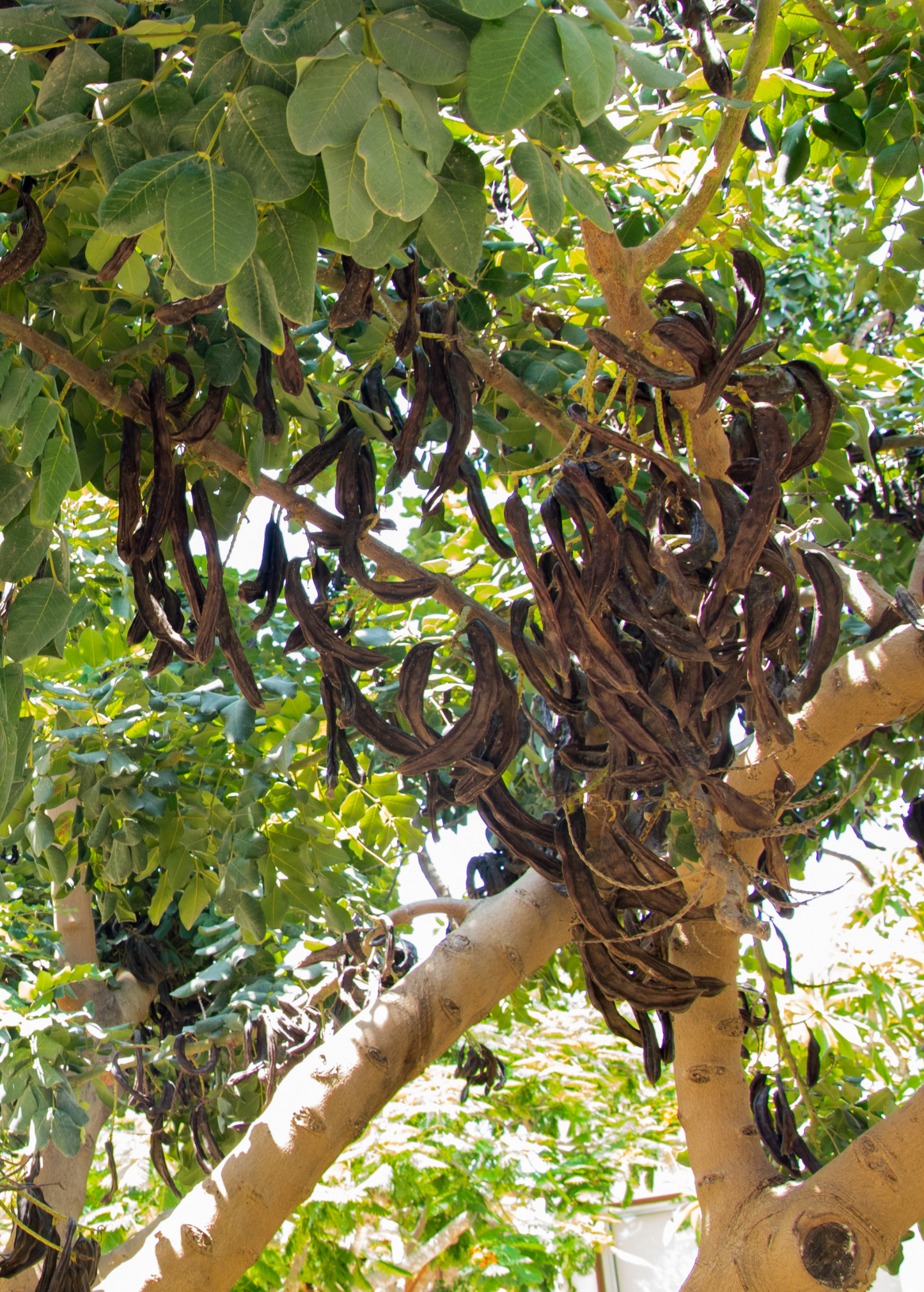 Carob Seed Pods - Edible Fruit with Glossy Brown Pods - Ceratonia siliqua