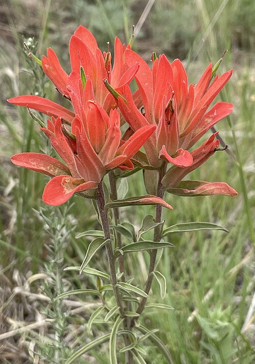 Castilleja integra Seeds | Orange Paintbrush Wildflower | Native Perennial for Gardens & Restoration