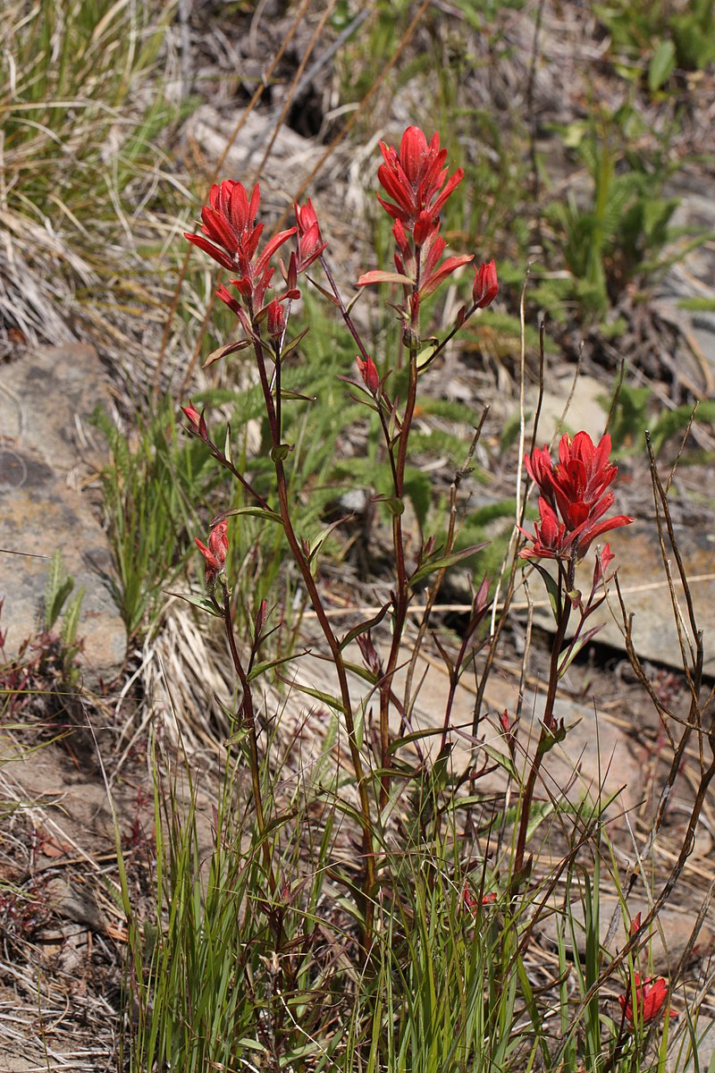 500 Castilleja miniata Seeds | Giant Red Indian Paintbrush | Native Perennial Wildflower for Pollinator Gardens