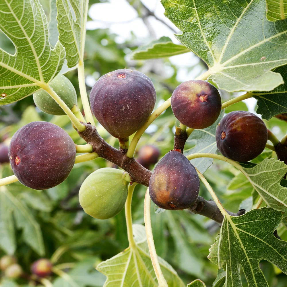 Blue Celeste Fig Tree Cuttings – Unrooted Ficus carica Scion Wood for Propagation & Grafting