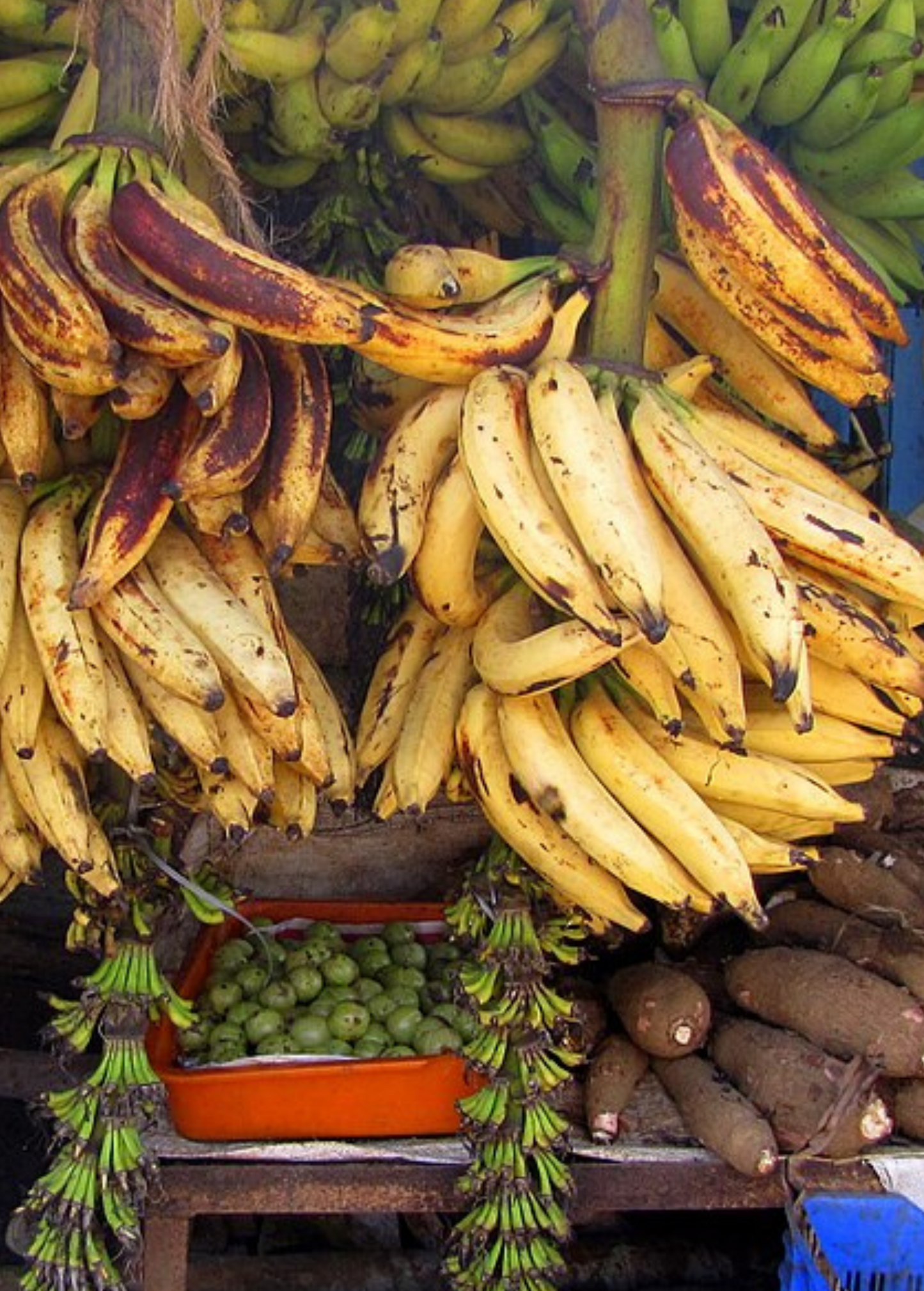 Banana Nendran Plantain - Indian Musa Cultivar for Cooking, Chips & Culinary Use