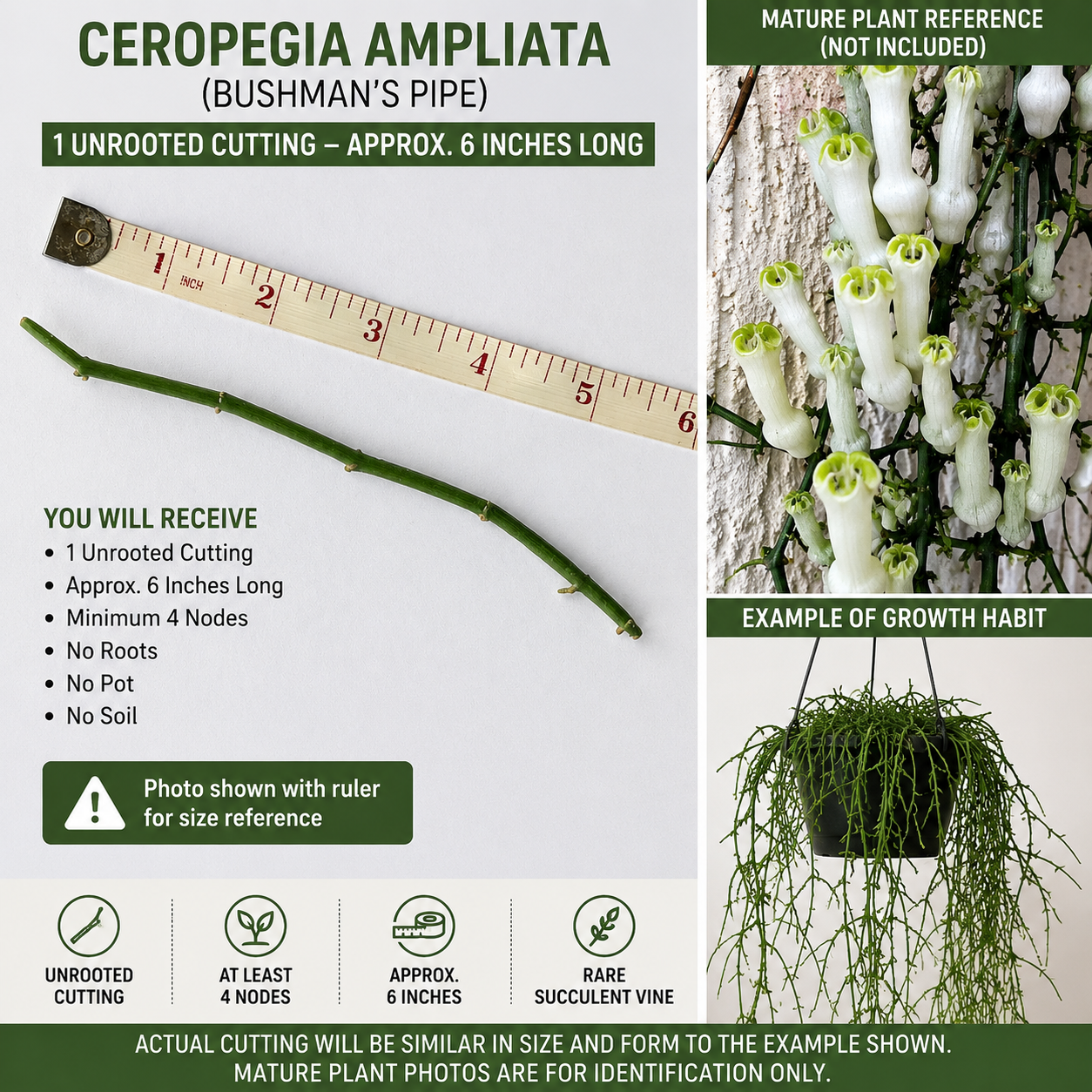 Bushman’s Pipe Ceropegia ampliata Unrooted Cutting 6 Inch Rare South African Succulent Vine