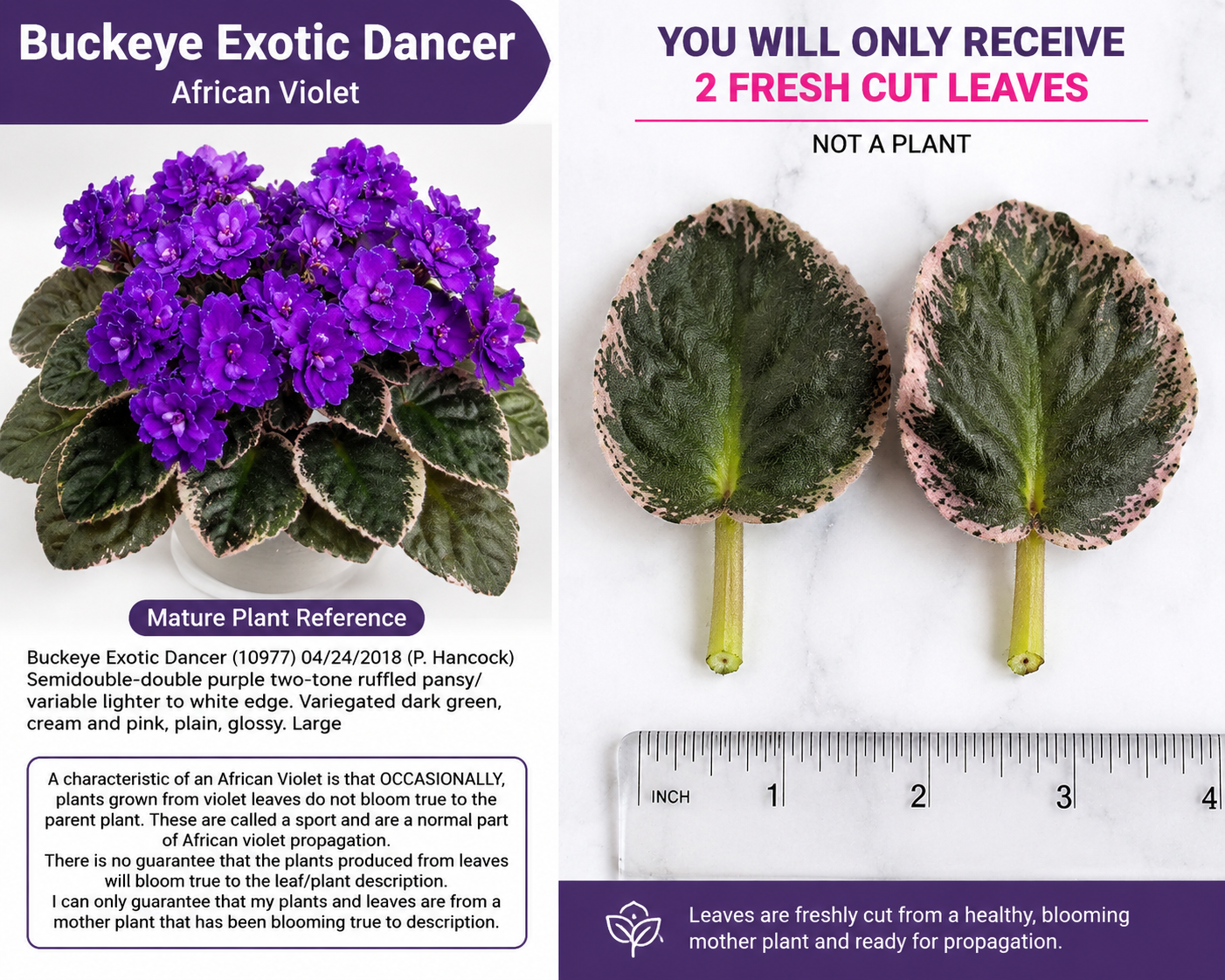 African Violet Leaf Cuttings – Buckeye Exotic Dancer Variegated Saintpaulia Hybrid, Purple Two-Tone Ruffled Blooms