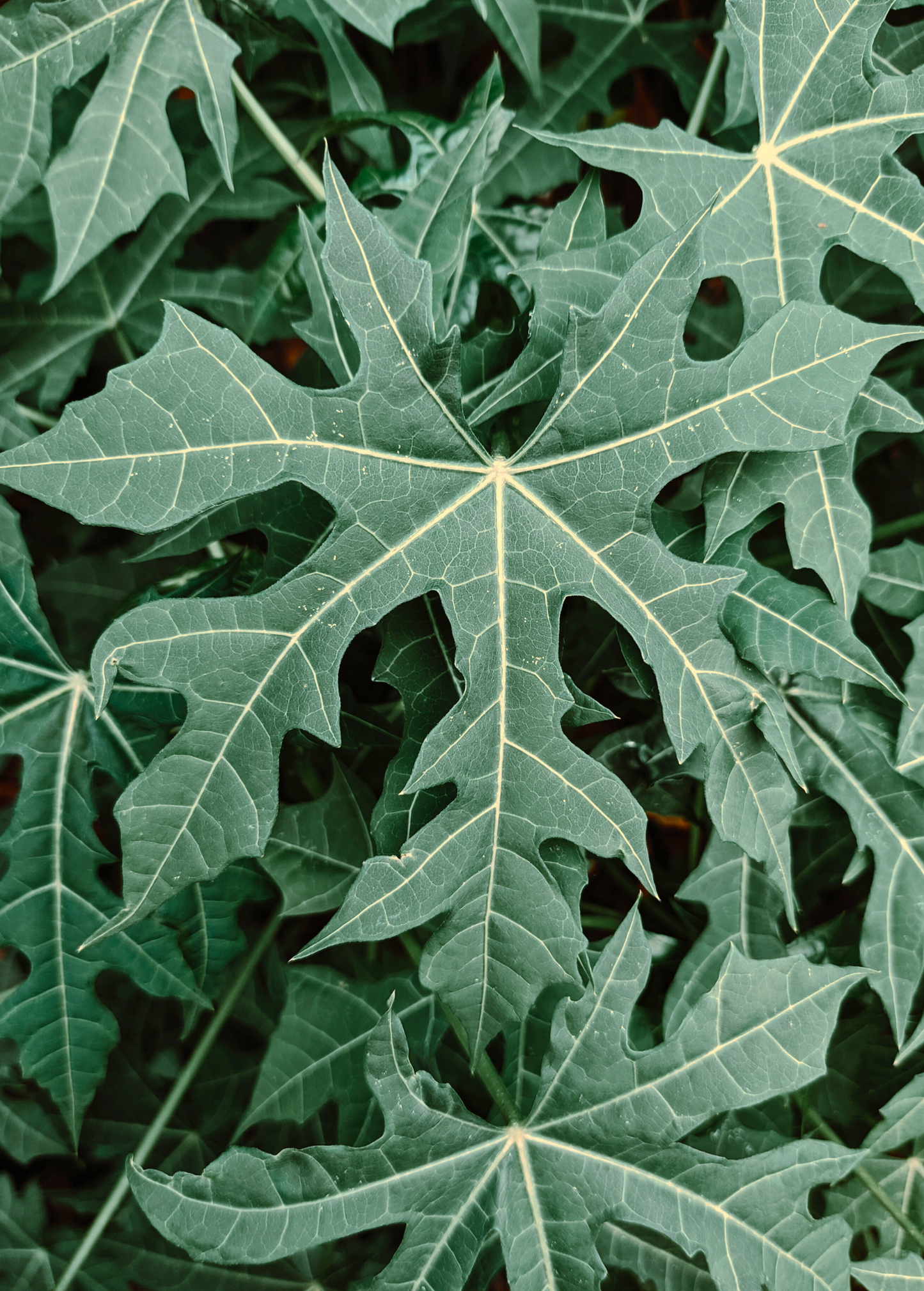 Serrated Chaya Leaf Plant, Edible Tropical Green, Mexican Spinach Tree, Cnidoscolus aconitifolius var. serratifolius