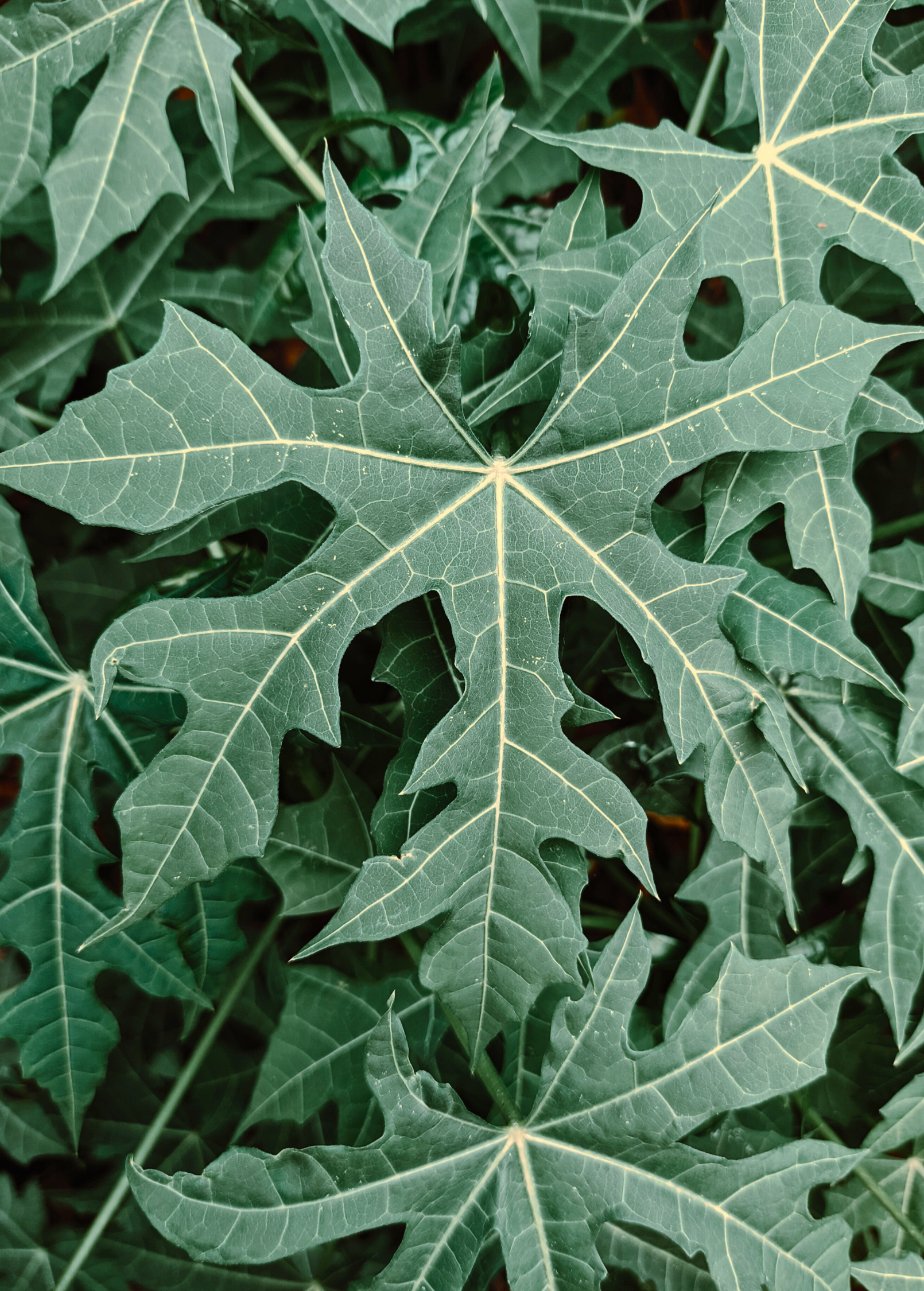 Serrated Chaya Leaf Plant, Edible Tropical Green, Mexican Spinach Tree, Cnidoscolus aconitifolius var. serratifolius