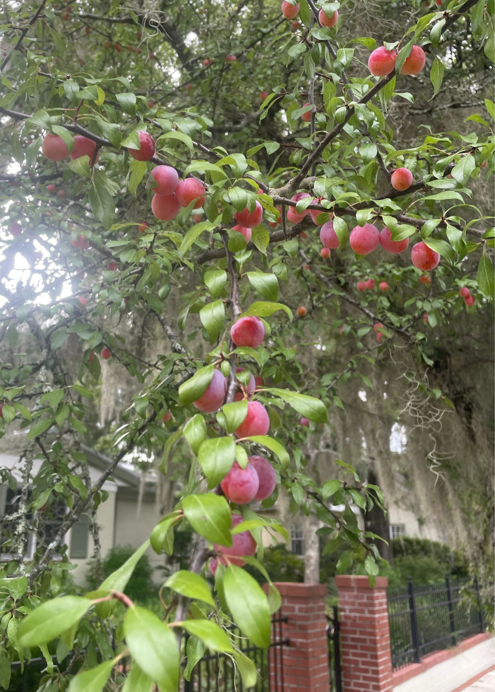 Chickasaw Plum Tree, Native Prunus angustifolia, Wild Fruit, Pollinator Attractant, Drought Tolerant Shrub