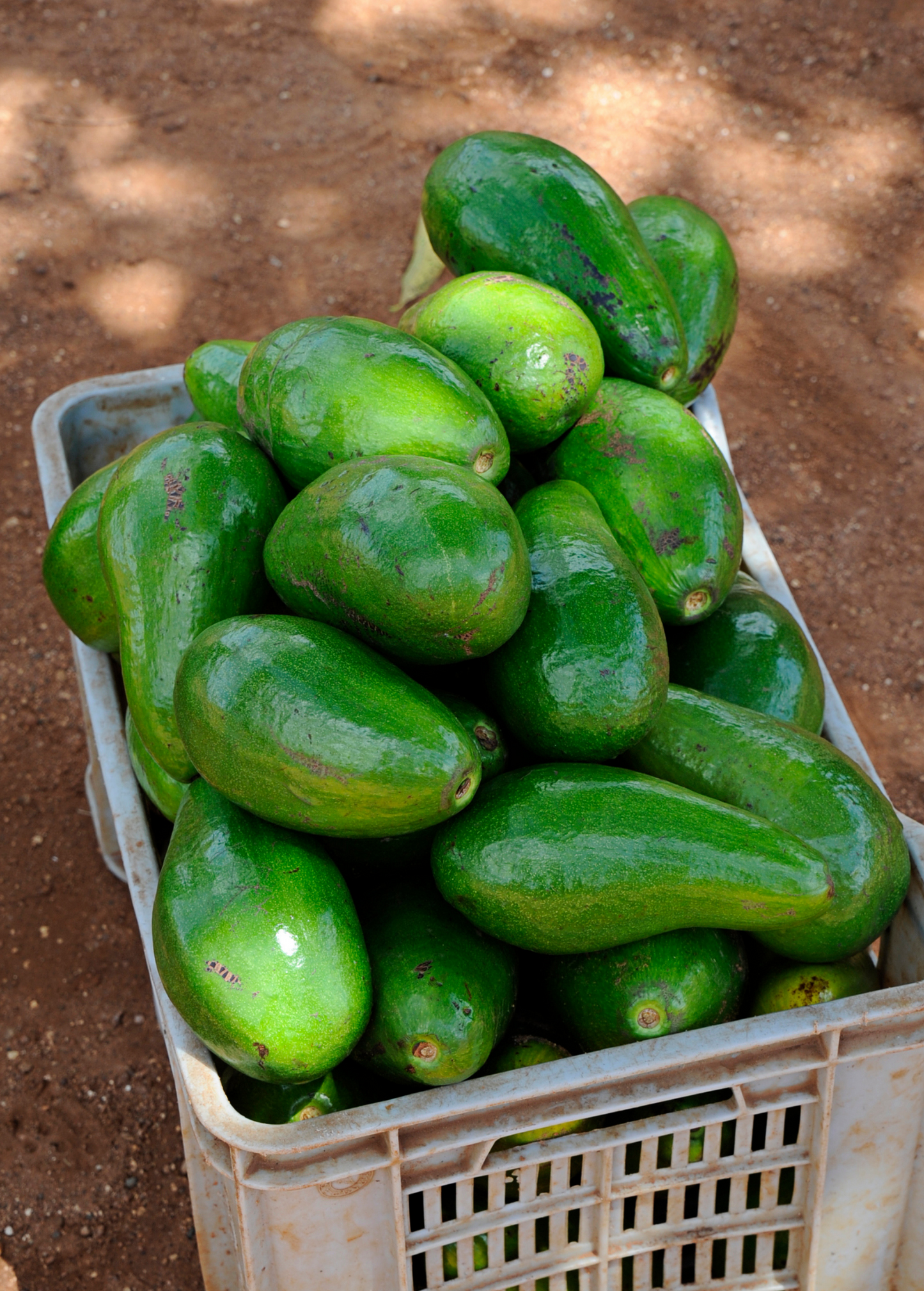 Avocado Tree Choquette, Self-Pollinating, Florida Variety, Persea americana, Tropical Fruit Tree